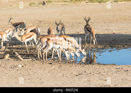 Allevamento di springbok, Antidorcas marsupialis, a Maria se Gat waterhole, Kglagadi Parco transfrontaliero, Northern Cape, il Kalahari, Sud Africa al tramonto Foto Stock