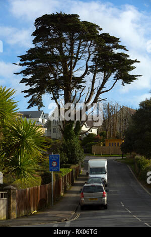 Urban, alberi,cedro del Libano,,street,Road,polmoni,città,,interno grande,clima,modifica,globall,riscaldamento,carbodioxide,carbon,sequeatration,catturare,l'ossigeno, Foto Stock