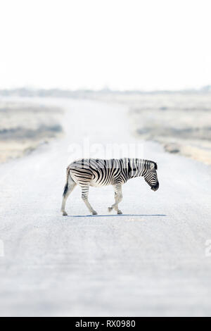 Una chiave di alta immagine di una zebra attraversando la strada. Foto Stock