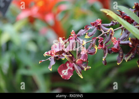 Il marrone rossiccio e Deep Purple Zygopetalum maculatum, Dancing Lady Orchid, Oncidium, ONC. Foto Stock