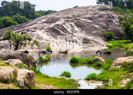 Bufalo d'acqua. Yala National Park. Lo Sri Lanka. Foto Stock