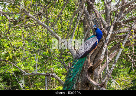 Peacock. Yala National Park. Lo Sri Lanka. Foto Stock