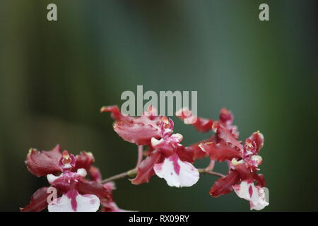 Il marrone rossiccio e Deep Purple Zygopetalum maculatum, Dancing Lady Orchid, Oncidium, ONC. Foto Stock