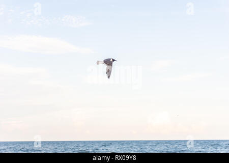 Volare alto nel cielo di fare ciò che sanno fare meglio Foto Stock