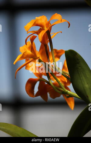 Arancio luminoso raro Laeliocattleya buttercup Orchid ibrido fiore che cresce nel giardino dei fiori. Foto Stock