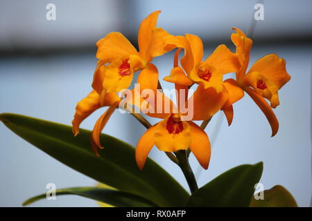 Arancio luminoso raro Laeliocattleya buttercup Orchid fiore ibrido che cresce nel prato soleggiato. Foto Stock