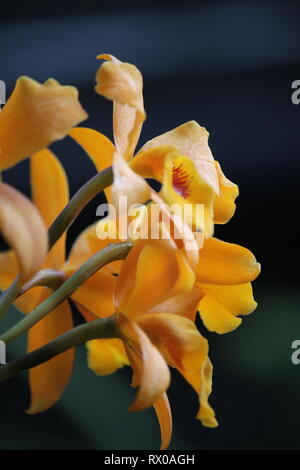 Arancio luminoso raro Laeliocattleya buttercup Orchid fiore ibrido che cresce nel prato soleggiato. Foto Stock