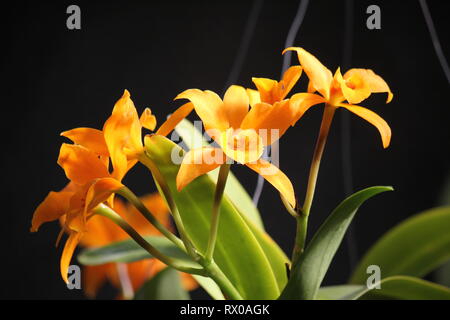 Arancio luminoso raro Laeliocattleya buttercup Orchid fiore ibrido che cresce nel prato soleggiato. Foto Stock