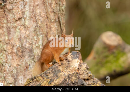 Red scoiattolo (Sciurus vulgaris) sat in un albero vicino/ Foto Stock