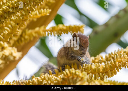 Indian palm scoiattolo. Lo Sri Lanka. Foto Stock