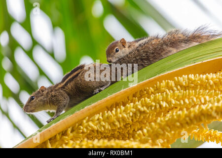 Indian palm scoiattolo. Lo Sri Lanka. Foto Stock