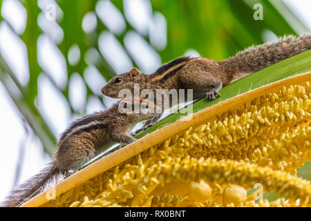 Indian palm scoiattolo. Lo Sri Lanka. Foto Stock