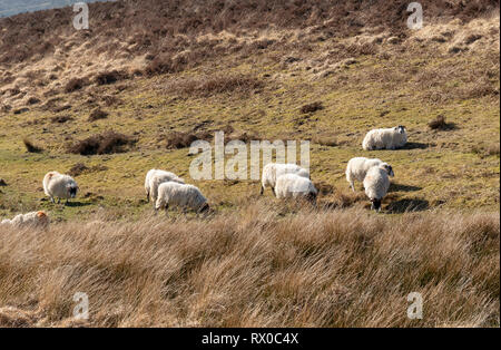 Parco Nazionale di Exmoor, Somerset, Inghilterra, Regno Unito. Marzo 2019. Pecore al pascolo su terreni aperti di Exmoor vicino a Simonsbath una frazione di questo parco nazionale. Foto Stock