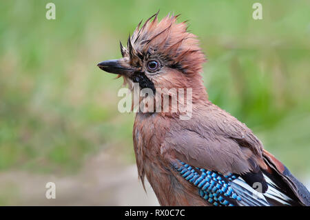 Eurasian Jay umido ritratto di testa con irokez Foto Stock