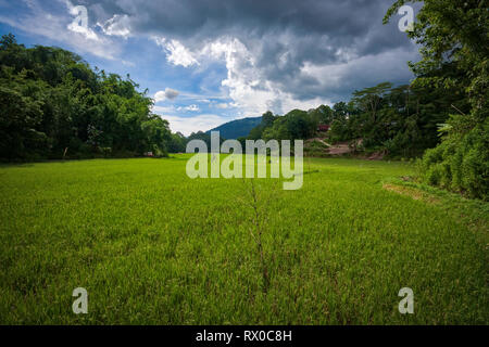 Tana Toraja Regency è un regency di Sulawesi Sud Provincia dell Indonesia e casa del Toraja gruppo etnico. Campi di riso sono visibile dappertutto. Foto Stock