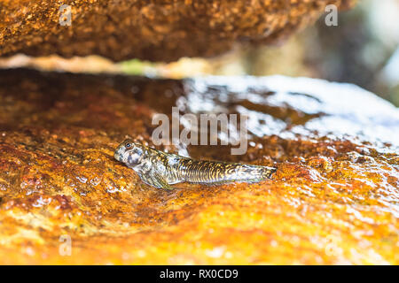 Macrofotografia. Mudskipper sulla roccia. Lo Sri Lanka. Foto Stock