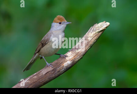 Eurasian femmina capinera appollaiato su un ramo secco Foto Stock