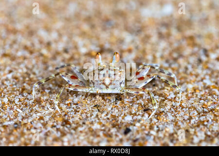 Ghost granchi sulla spiaggia. Lo Sri Lanka. Foto Stock