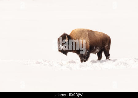 Un bison sorge nella neve durante il tardo inverno vicino il lago dei cigni appartamenti 1 Marzo 2019 presso il Parco Nazionale di Yellowstone, Wyoming. Foto Stock