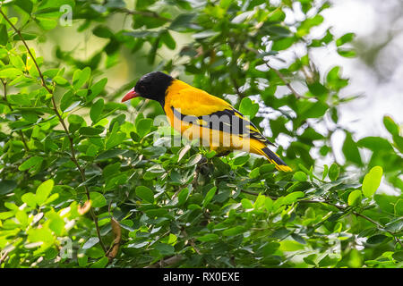 Con cappuccio nero rigogolo. Yala National Park. Lo Sri Lanka. Foto Stock