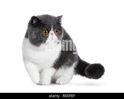 Blu con bianco giovane Exotic Shorthair cat, in piedi / a piedi rivolto verso la parte anteriore. Guardando al lato con incredibile round occhi arancio. Isolato su bianco bac Foto Stock