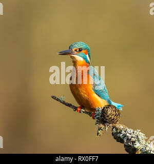 Un maschio di kingfisher (Alcedo atthis) appollaiato su un ramo in sun Foto Stock