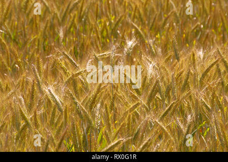 Sunray riflettendo da campi di grano in Lussemburgo prima del tempo del raccolto Foto Stock