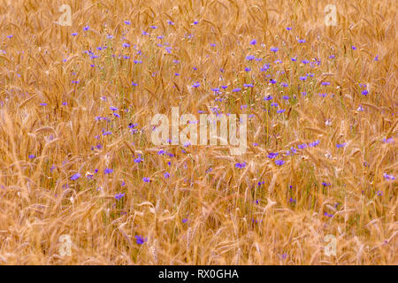 Sunray riflettendo da campi di grano pieno di cornflowers in Lussemburgo prima del tempo del raccolto Foto Stock