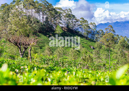 La piantagione di tè vicino Haputale. Lo Sri Lanka. Foto Stock