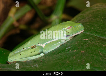 Red-eyed Tree Frog - Agalychnis callidryas dalla centrale di foreste pluviali americano Foto Stock
