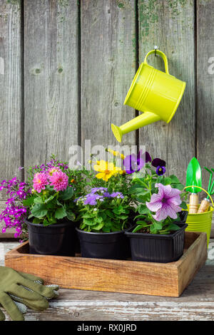 Materiali di moltiplicazione di piante da giardino e vasi di fiori in casse di legno. Attrezzature da giardino: la benna, pala, rastrello, guanti. Appendere annaffiatoio con rosa Dahl Foto Stock