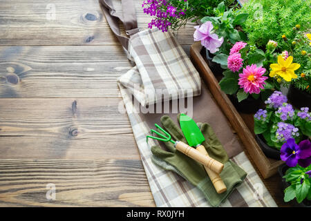 Materiali di moltiplicazione di piante da giardino e fiori in vasi da fiori. La pala, rastrello, i guanti e il grembiule. Vista dall'alto. Copia spazio per il testo. Foto Stock