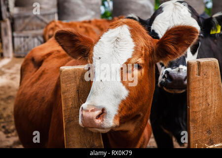 Incroci vitelli da macello in un feedlot . Foto Stock