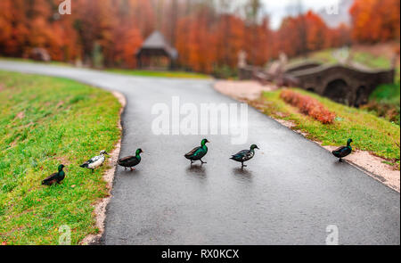 Un branco di anatre selvatiche attraversando la strada in uno dopo l'altro. Foto Stock
