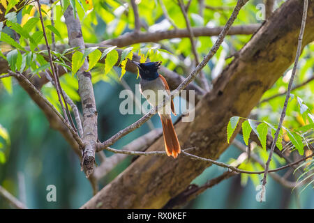 Asian battistero flycatcher. Lo Sri Lanka. Foto Stock