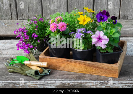 Materiali di moltiplicazione di piante da giardino e vasi di fiori. Attrezzature da giardino: pala, rastrello, guanti sulla tavola di legno. Foto Stock