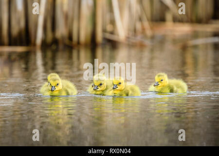 Canada Goose Goslings, Rovere Amaca Marsh, Manitoba, Canada Foto Stock