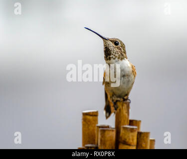 Allen Hummingbird (Selasphorus sasin) Los Angeles, CA. Foto Stock