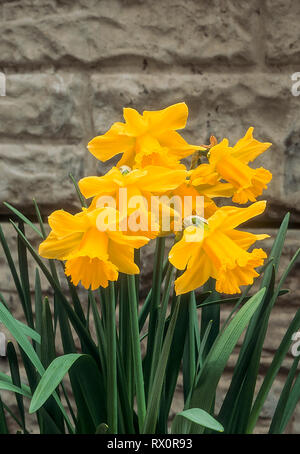 Narcissus Spellbinder crescere in un gruppo contro una parete di divisione 1 tromba Daffodil che i fiori nel mezzo della molla Foto Stock