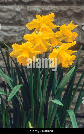 Narcissus Spellbinder crescere in un gruppo contro una parete di divisione 1 tromba Daffodil che i fiori nel mezzo della molla Foto Stock