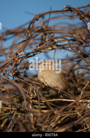 Casa passero, Passer domesticus, singolo bambino palissonatrice femmina in arbusto. Preso Marzo, Pensthorpe, Norfolk. Foto Stock