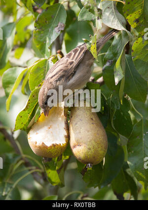 Casa passero, Passer domesticus, singolo adulto alimentazione femmina per le pere. Presa di settembre. Isle of Sheppey, Kent, Regno Unito. Foto Stock