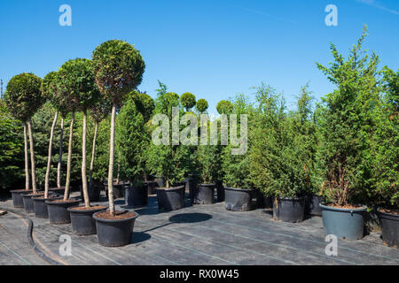 Vasi di alberi e cespugli in vasi di plastica sul vivaio. Foto Stock