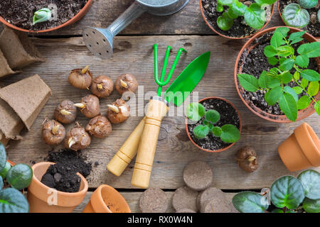 Varie vaso di fiori di piante di casa. Piantare fiori in vaso e attrezzi da giardino di piante in vaso. Foto Stock