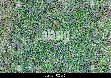 Muro esterno di plastica con foglie verdi. Foto Stock