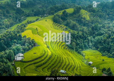 Terrazze di riso in Ha Giang Foto Stock