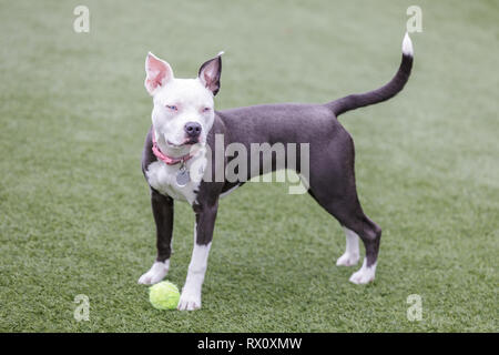 Blue-eyed cucciolo femmina l'American Pit Bull Terrier giocando con una palla da tennis. Foto Stock