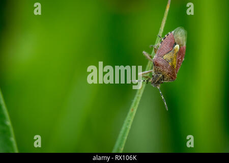 Hairy sloe bug di protezione (Dolycoris baccarum) sull'erba la fotografia macro Foto Stock