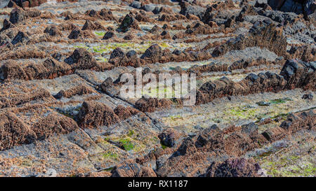 Zumaia geologia costa speciale, la famosa costa di Flysch nel nord della Spagna Foto Stock