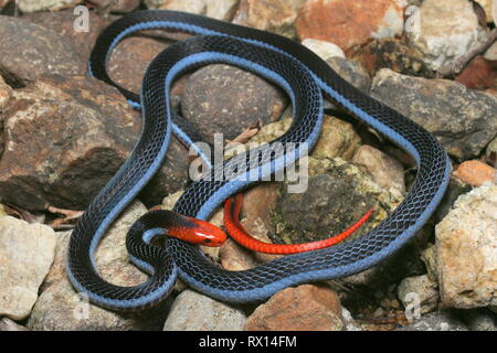 Blu: la malese Serpente corallo Foto Stock